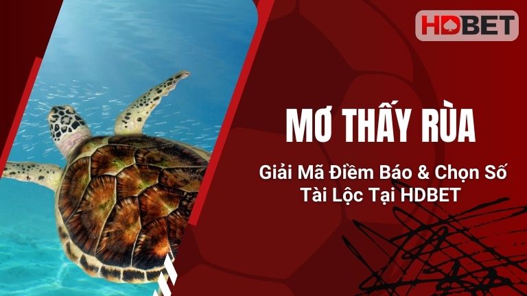Mơ Thấy Rùa - Giải Mã Điềm Báo & Chọn Số Tài Lộc Tại HDBET